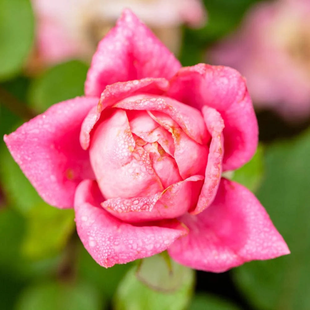 1 gal. Reblooming Rose Bush I3207