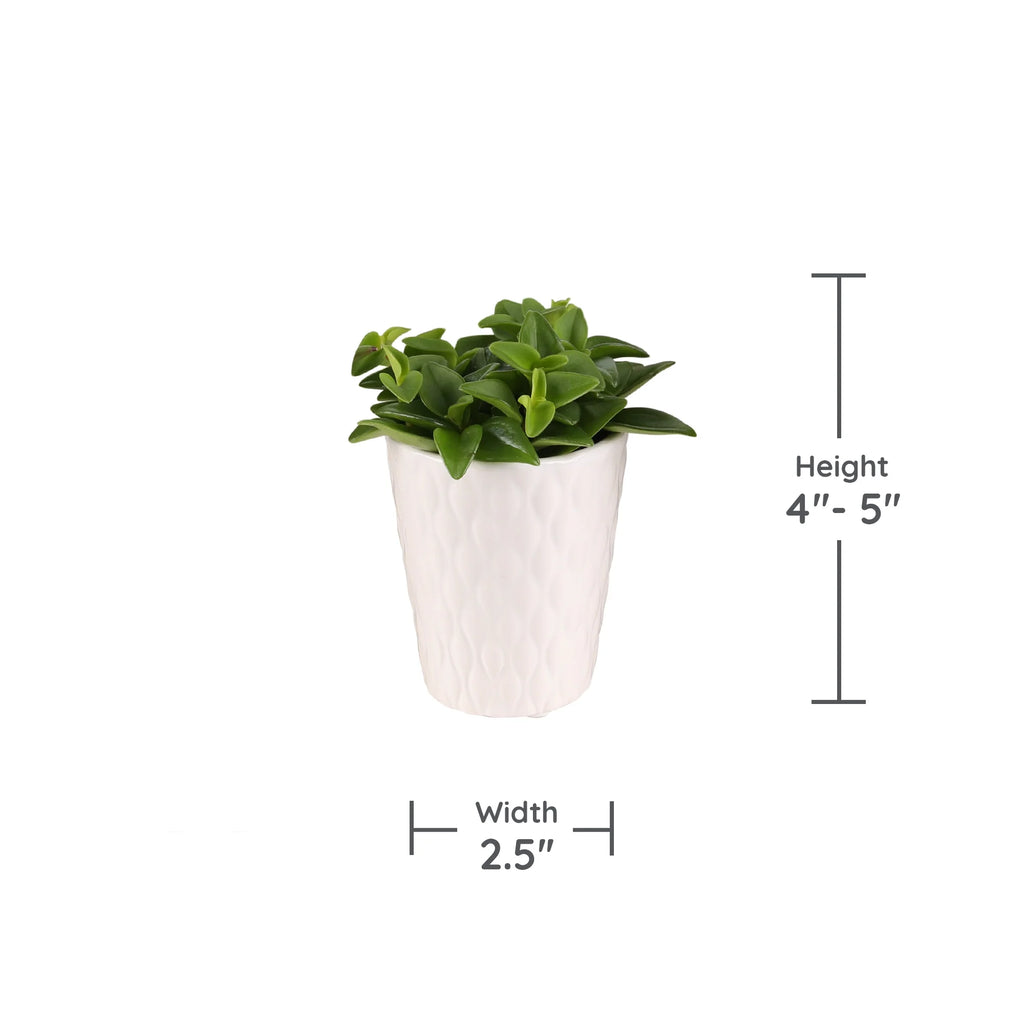20 Pack 4-5" Mini Succulents Live Plant White Ceramic S9373