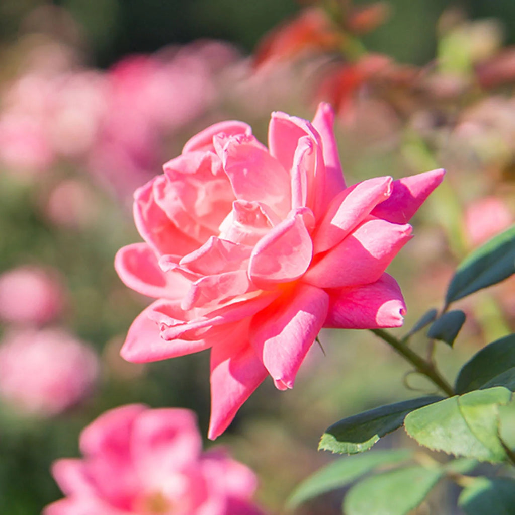 1 gal. Reblooming Rose Bush I3207