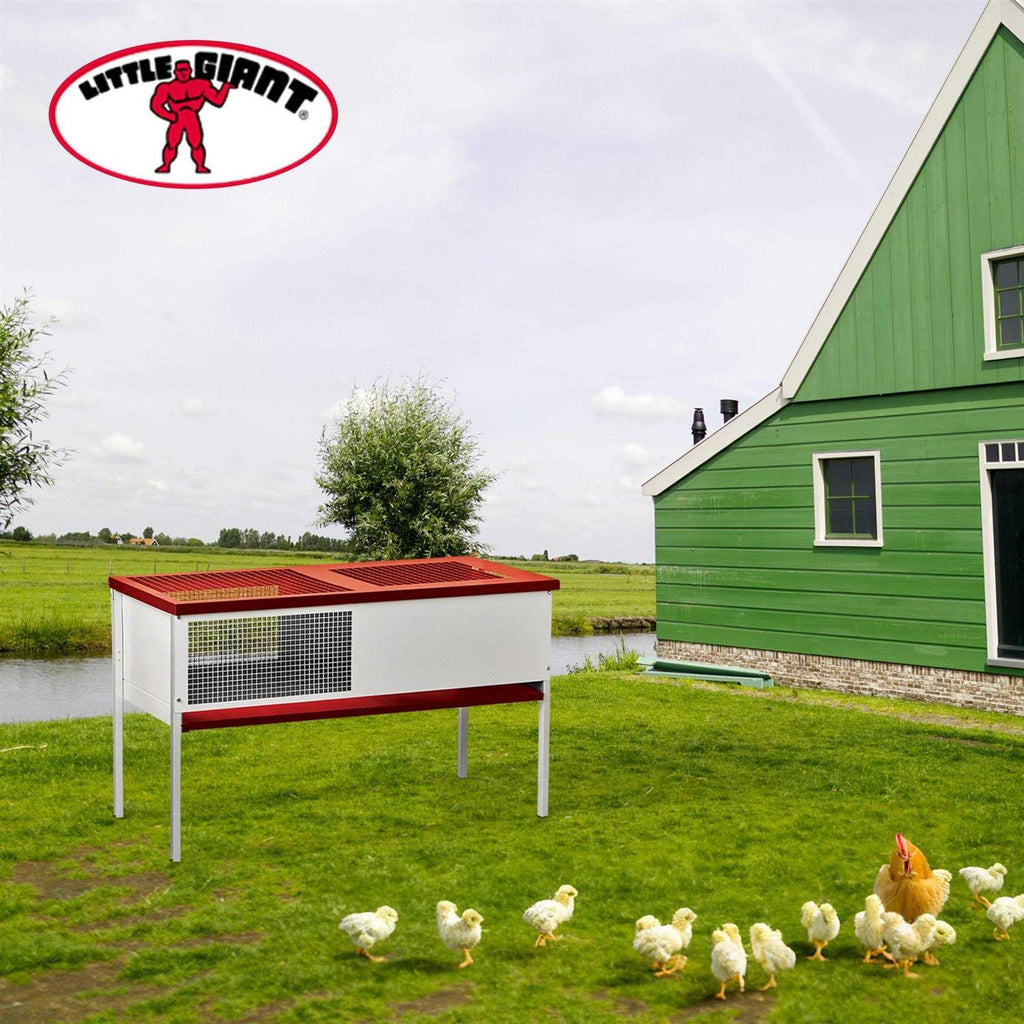 Chick Brooder Box Galvanized L1353