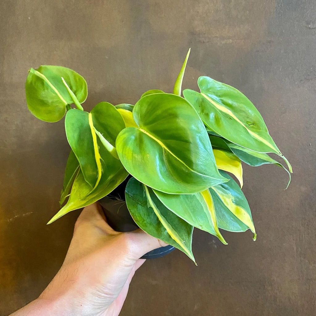 Philodendron Live Plant in a 4 Inch Pot S1043