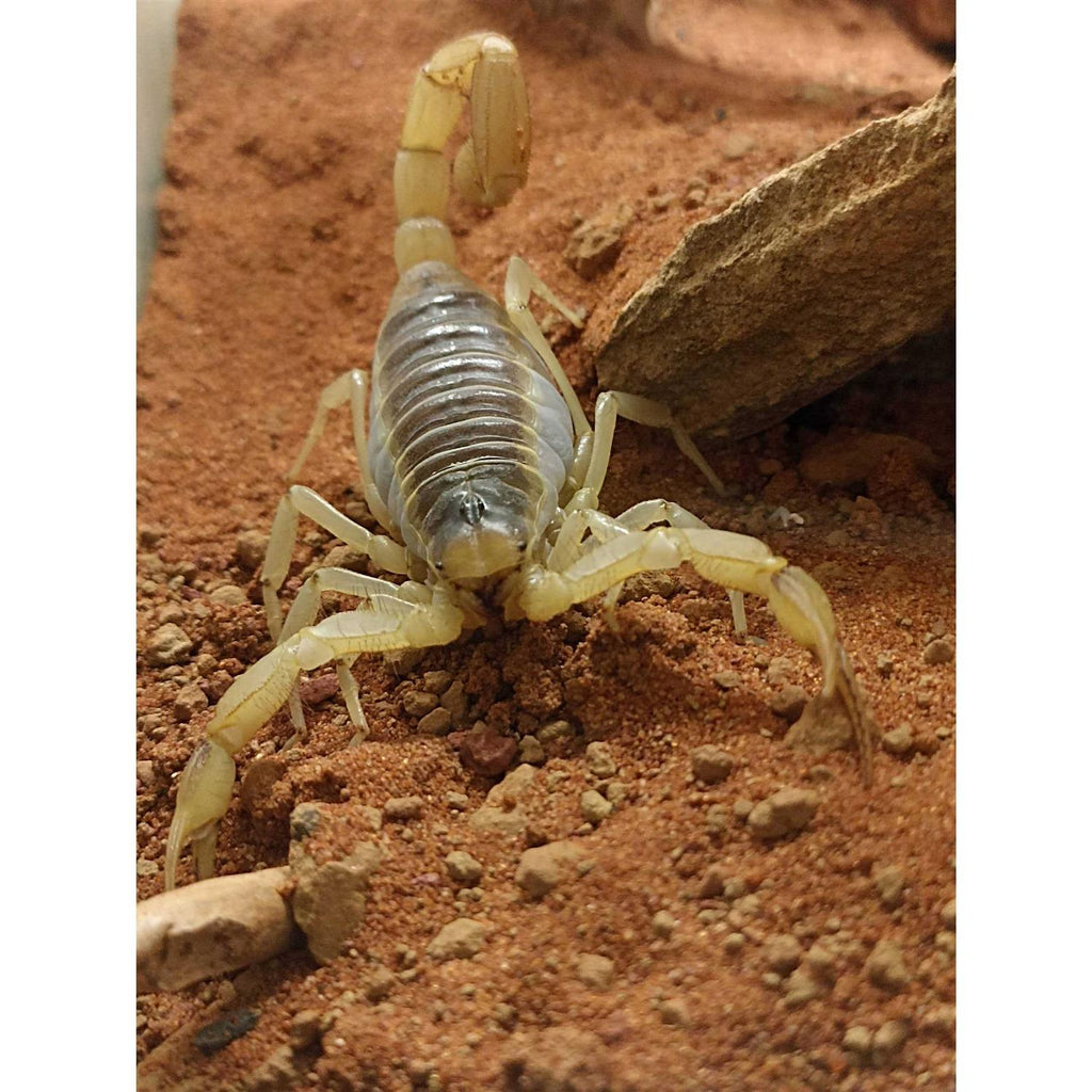 Stone Desert Substrate E922015