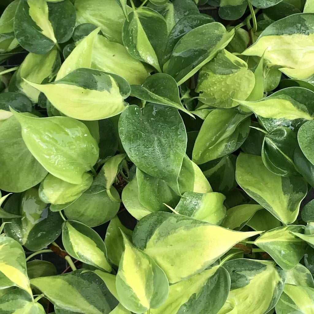 Philodendron Live Plant in a 4 Inch Pot S1043