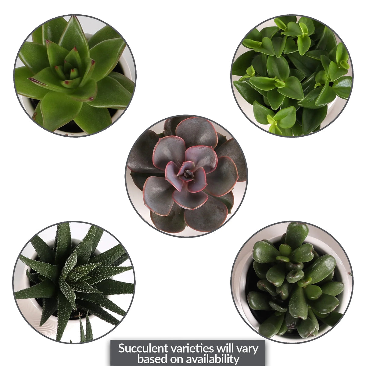 20 Pack 4-5" Mini Succulents Live Plant White Ceramic S9373