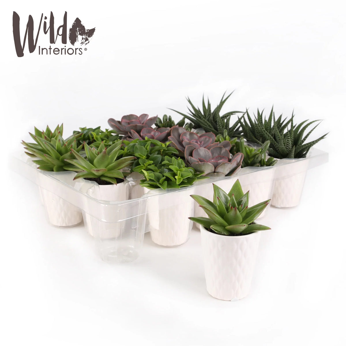 20 Pack 4-5" Mini Succulents Live Plant White Ceramic S9373