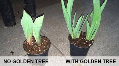 Plant Food for Plants and Trees B8671