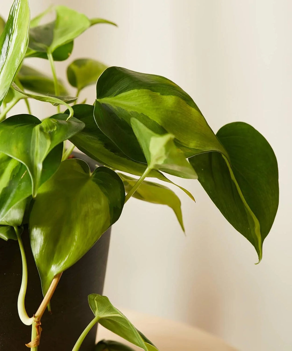 Philodendron Live Plant in a 4 Inch Pot S1043