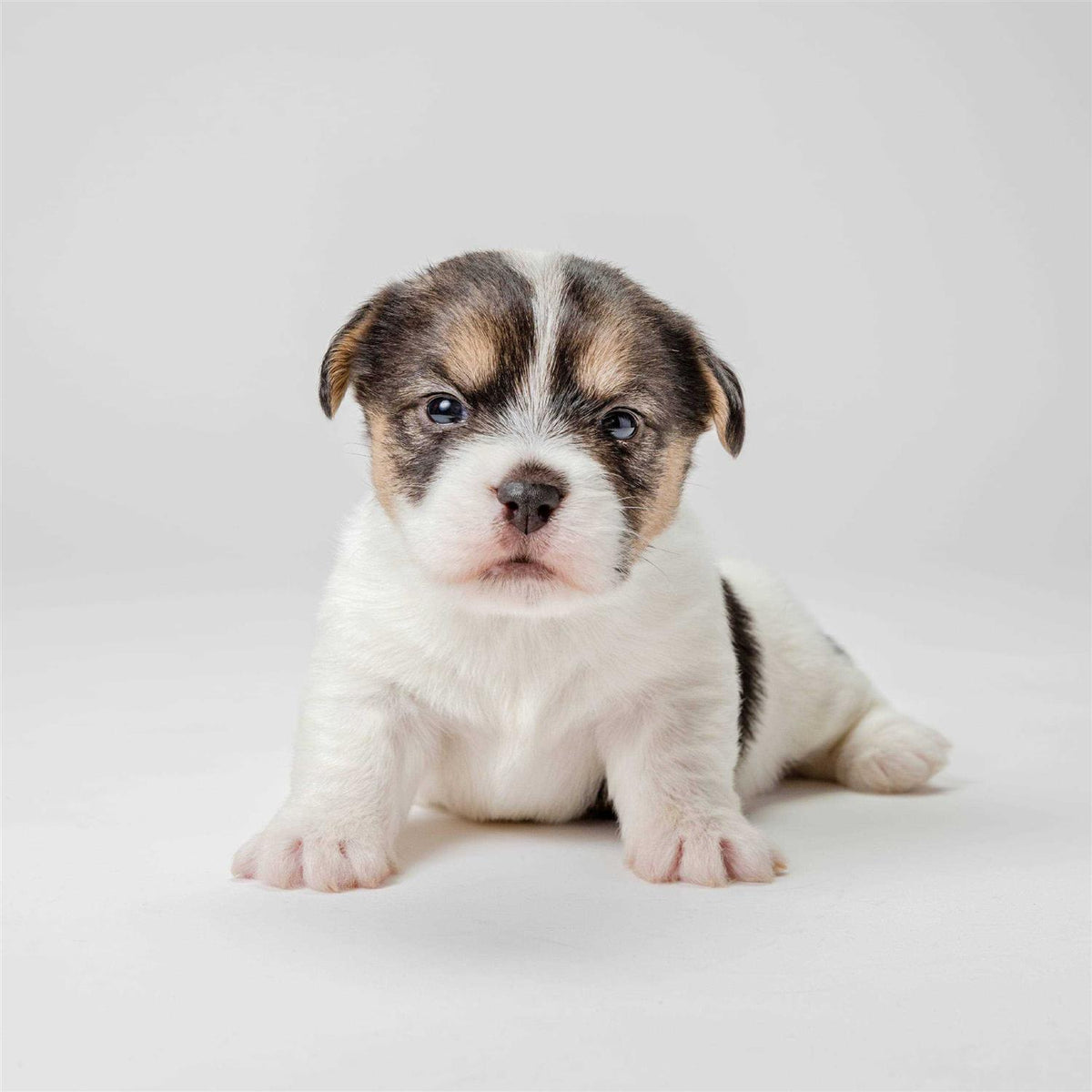 Puppy Weaning Food C404
