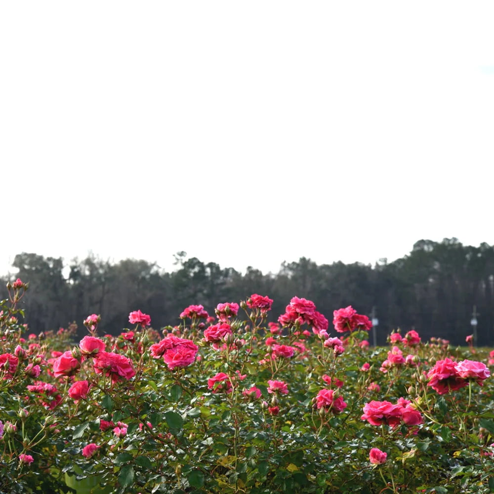 1 gal. Reblooming Rose Bush I3207