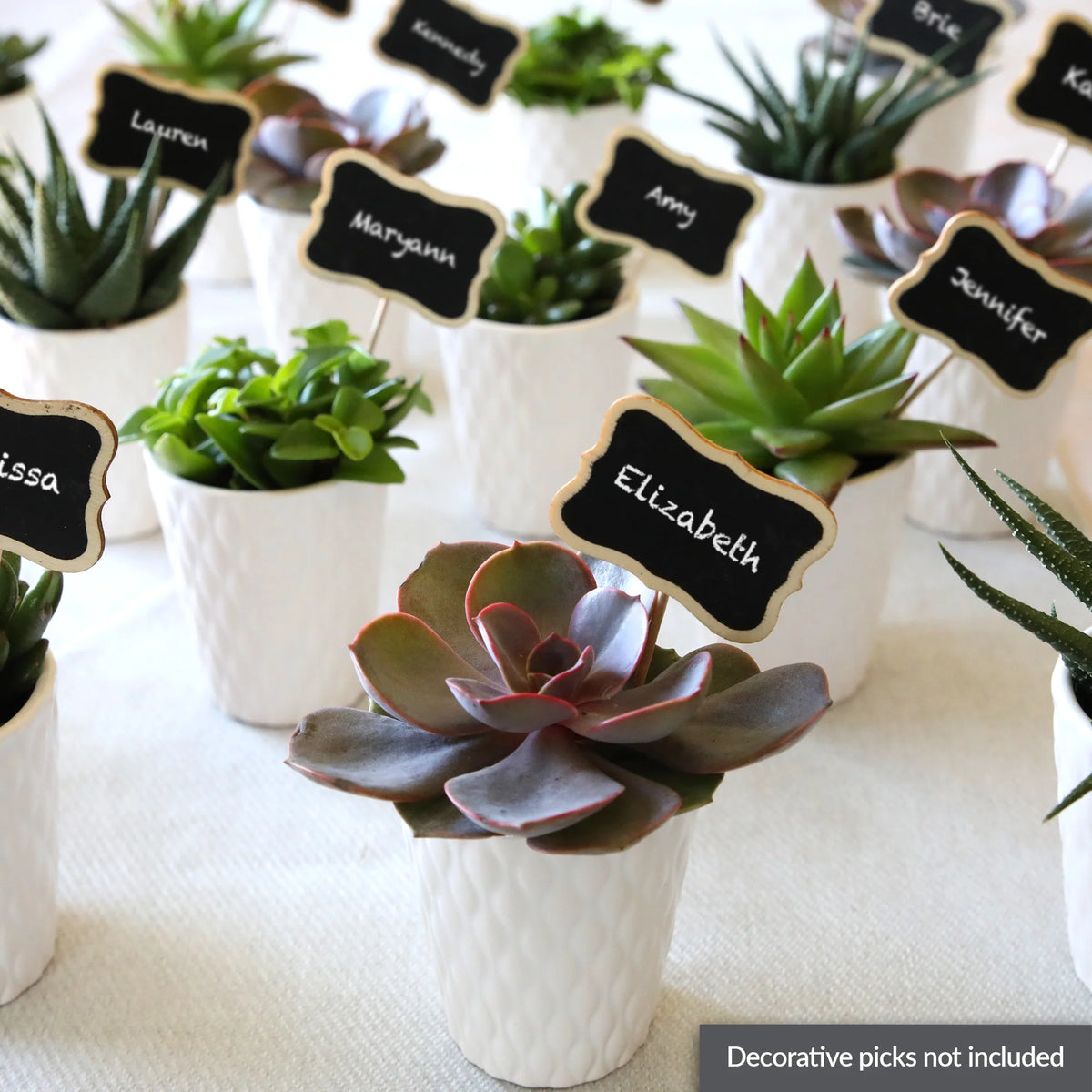 20 Pack 4-5" Mini Succulents Live Plant White Ceramic S9373