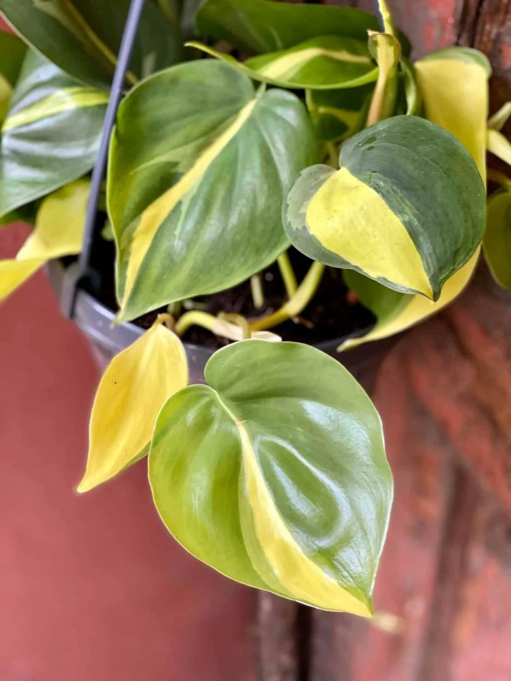 Philodendron Live Plant in a 4 Inch Pot S1043