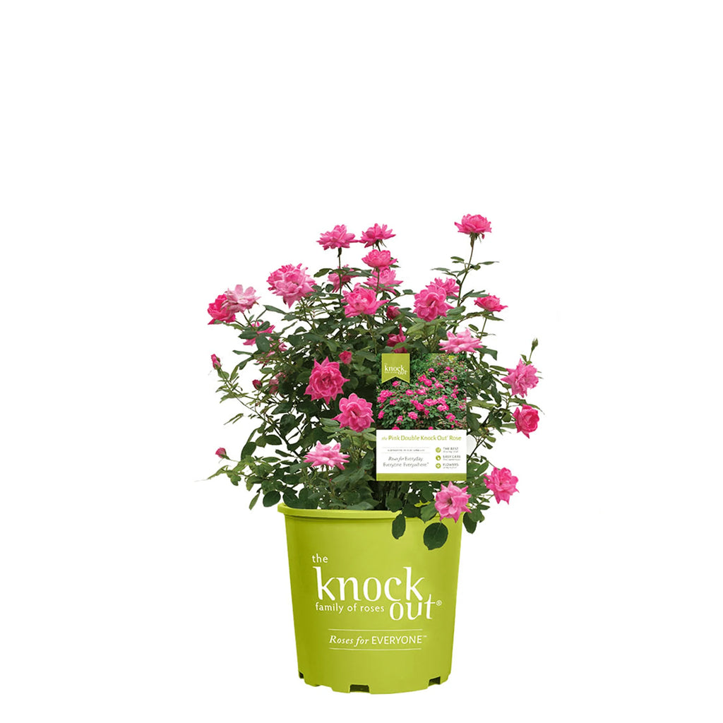 1 gal. Reblooming Rose Bush I3207